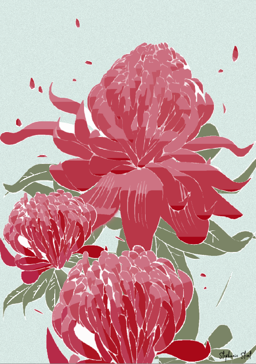 Blushing Waratahs